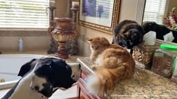 Cats and Great Dane thumbnail returned with the recorded Rumble search result
